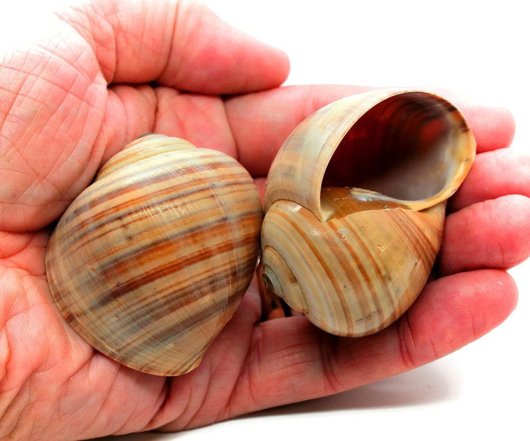 Land Snail Shells 2 -2.5" Hermit Crab (Qty 2) Best Seller