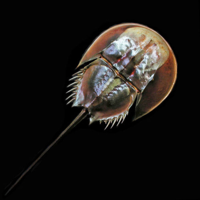 Horseshoe Crab Shell TACHYPLEUS TRIDENTALUS 5"-6"