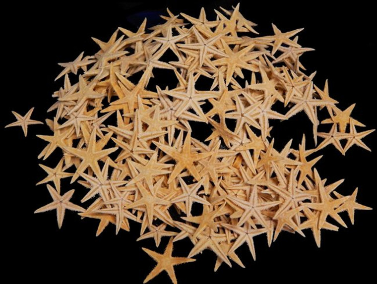 24 Dried Philippine Tiny Tan Flat Craft Starfish