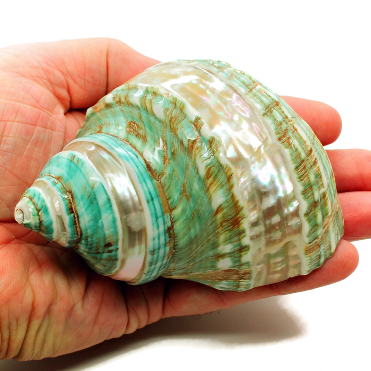 HUGE Turbo Shell polished Hawaii turban shells 4"-4.5" ea