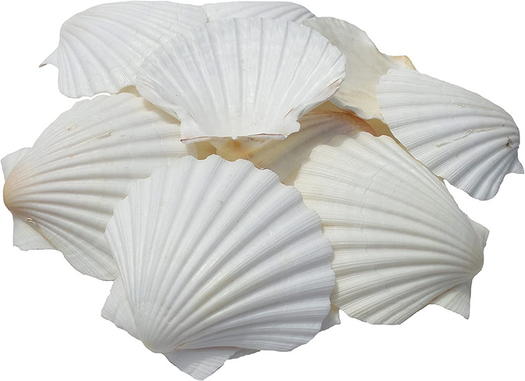 Irish Baking Scallop Shells
