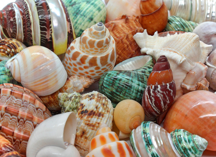 Large Assorted Hermit Crab Shells 1"-3" Case Pack 20