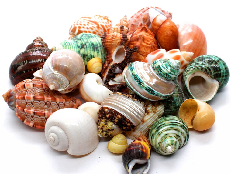Hermit Crab Shells 1"-3" Assorted  Case Pack 12