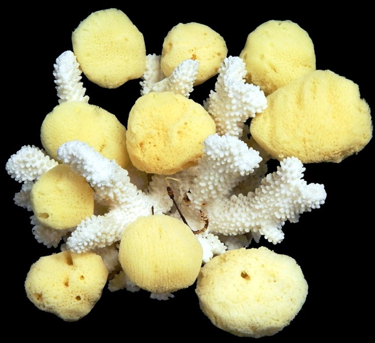 Silk Facial Natural Sponges (Case Pack 3) Size 2"-3"