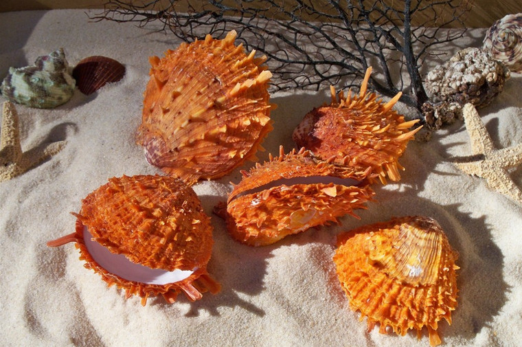 Rare Spondylus Ducalis Oyster Shell, Priced Each