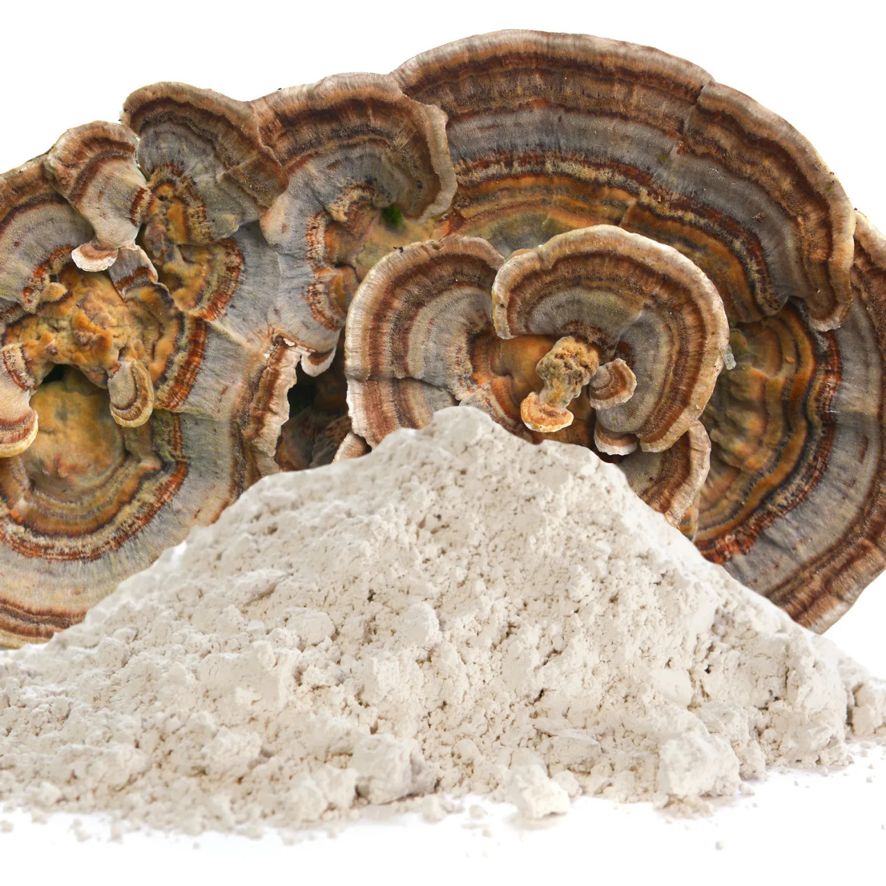 Turkey Tail Mushroom Extract Powder supplier Turkey Tail Mushroom Extract Powder supplier