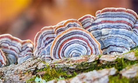 Turkey Tail, Organic Mushroom Extract - Gallon