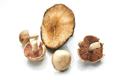 14 Species Blended Fungi, 1oz Tinctures  - Case of 6