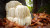 Lions Mane, Organic Mushroom Extract - Gallon