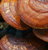 Red Reishi, Organic Mushroom Powder - 1KG ( Case of 12 )
