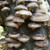 Shiitake, Organic Mushroom Extract - Gallon