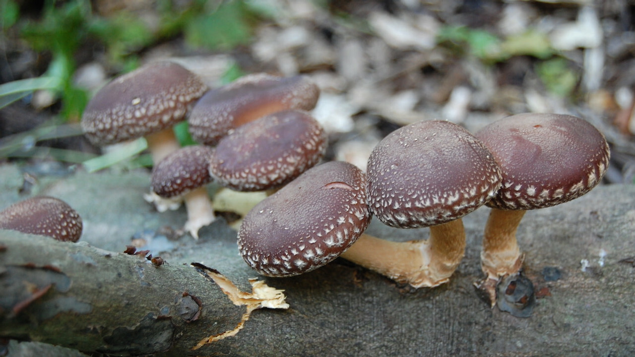 shiitake-lifestyle-image.jpg?t=1713196879