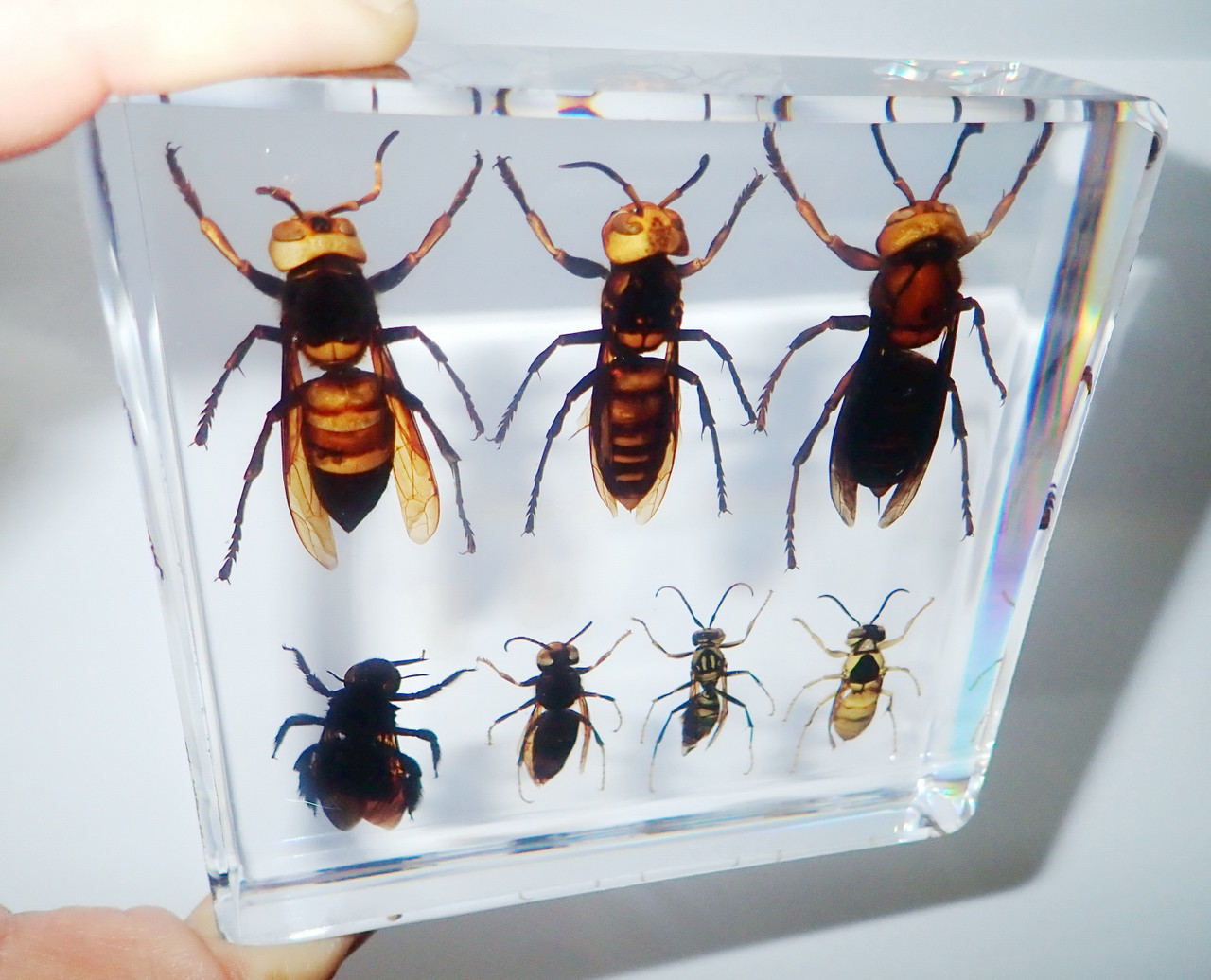 Insect Specimen Black Shield Wasp in Clear Acrylic Lucite Paperweight 