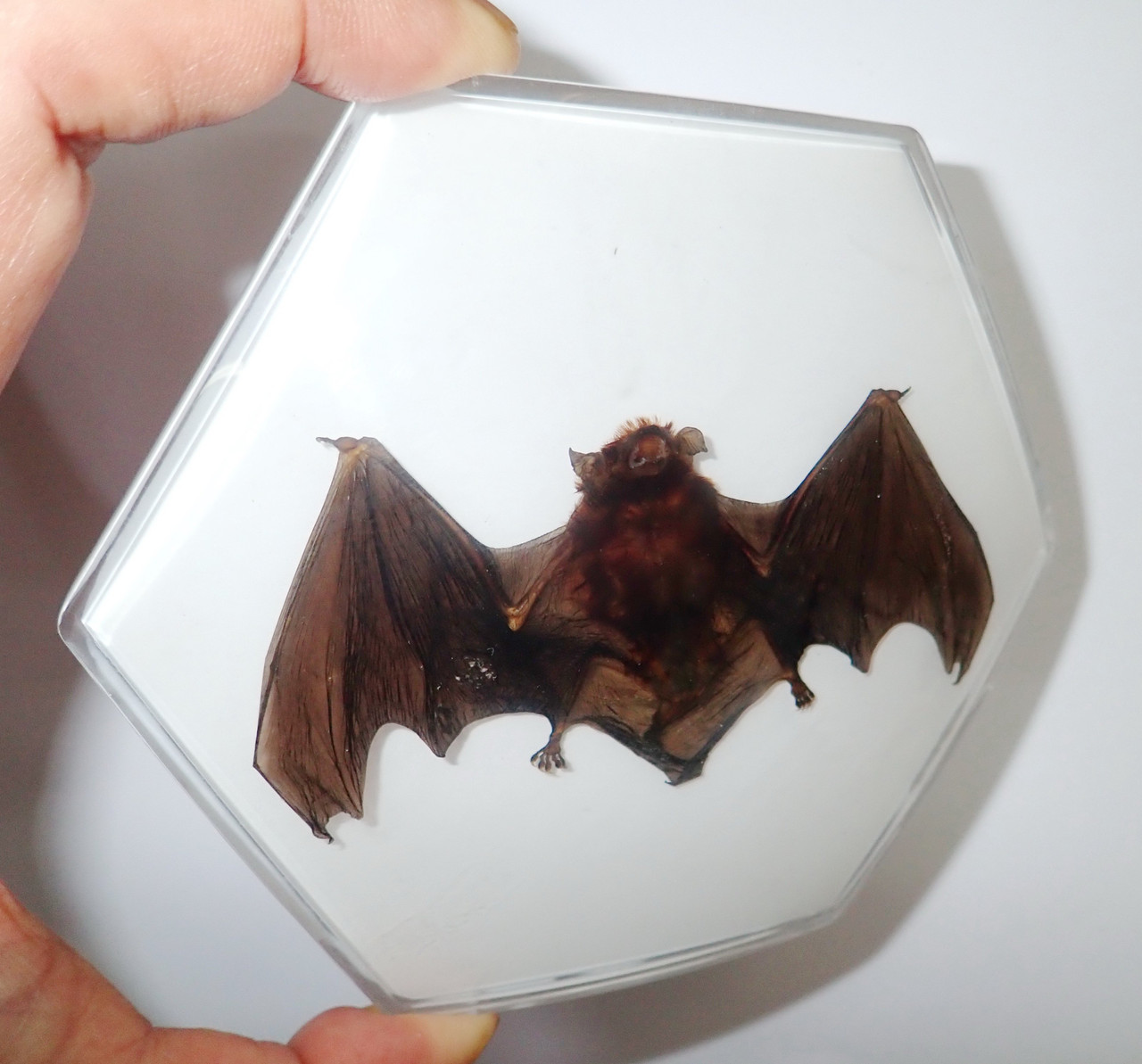 Greater Bamboo Bat 11x11 Cm Hexagonal Block On White Education Animal Specimen Gao Fu Development Limited Even if you're an animal lover, you probably meet only a fraction of. greater bamboo bat 11x11 cm hexagonal block on white education animal specimen