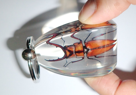 Insect Large Necklace Little Stag Beetle Prosopocoilus blanchardi Specimen Glow