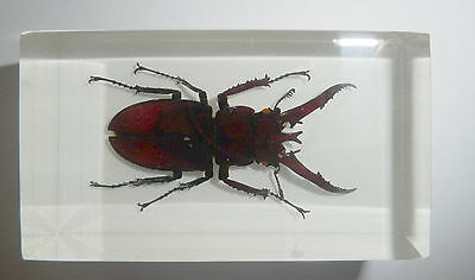 Details about   Mountain Stag Beetle Lucanus hermani in 73x40x20 mm Block Education Specimen 