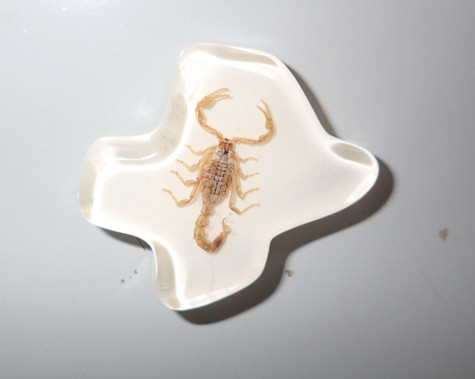 10 pieces Real scorpion Magnet in the clear Acrylic 