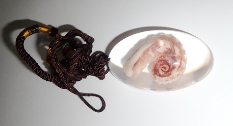 Common Octopus Specimen in 58x40x22 mm Large Key Ring SK12 Clear 