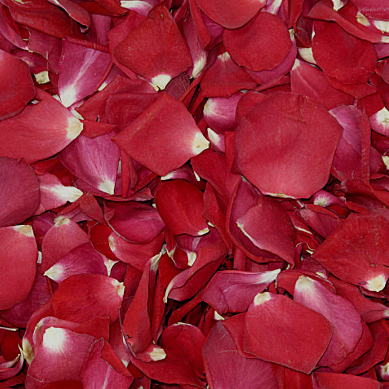 Flyboy Naturals Real Rose Petals Ivory Petals. 15 Cups - 550 Petals Approx.  Wedding Petals