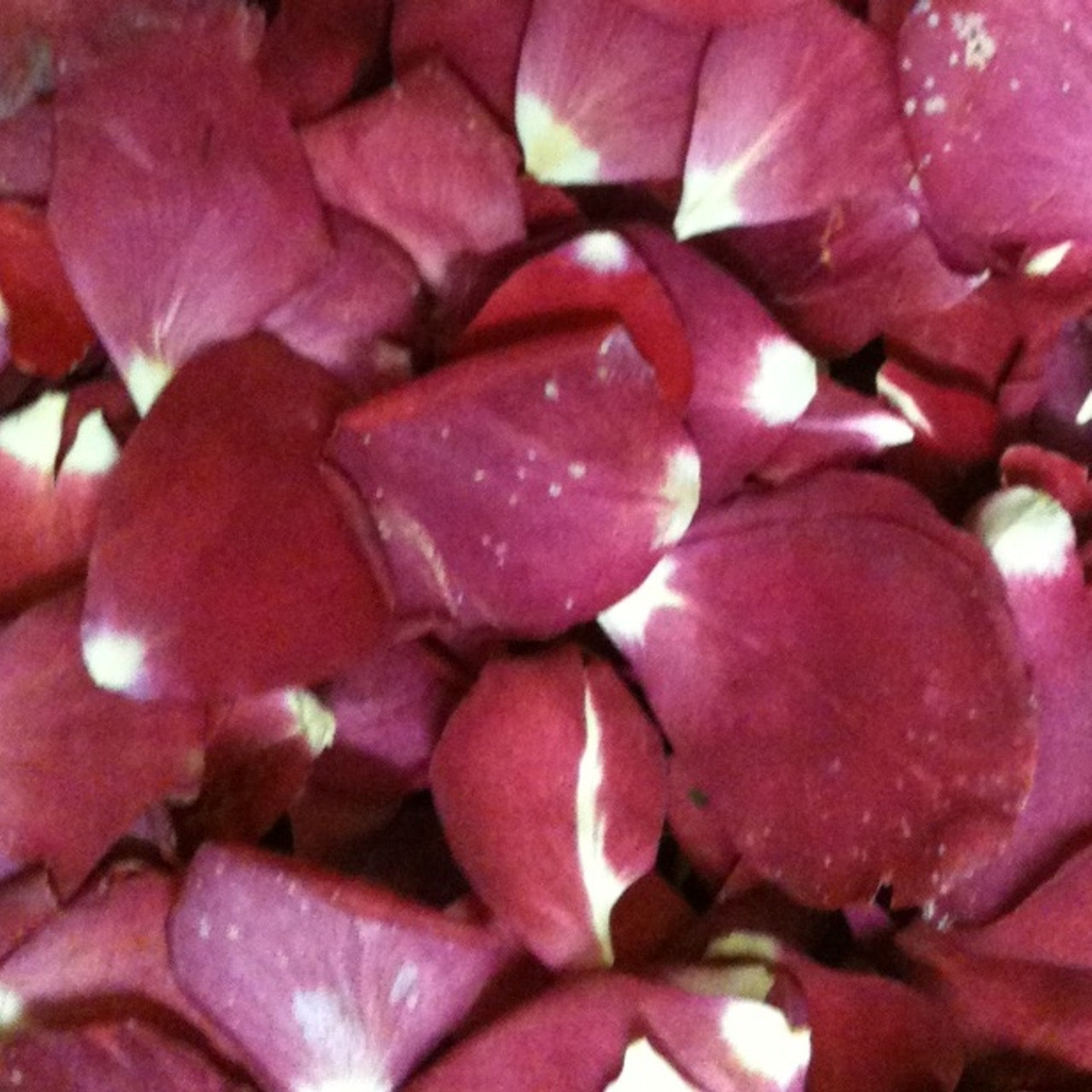 Love & Peace Preserved Freeze Dried Rose Petals