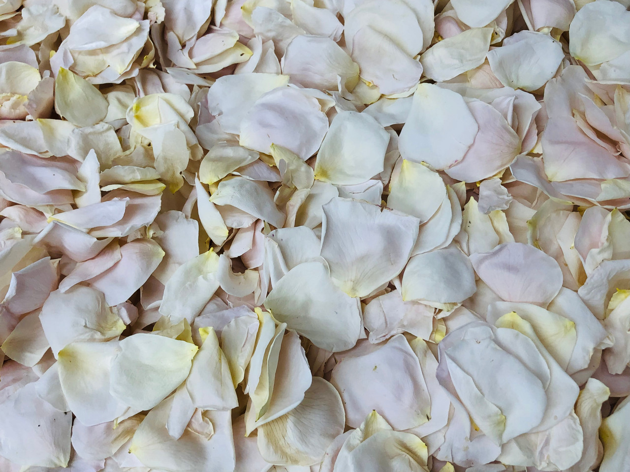 Falling In Love Rose Petals. 15 cups of Preserved Freeze-dried Real Rose  Petals. Wedding Rose Petals by Flyboy Naturals.