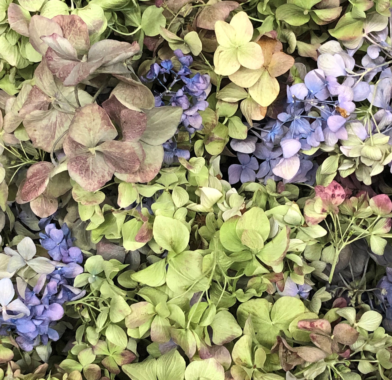 Image of Freeze drying hydrangeas