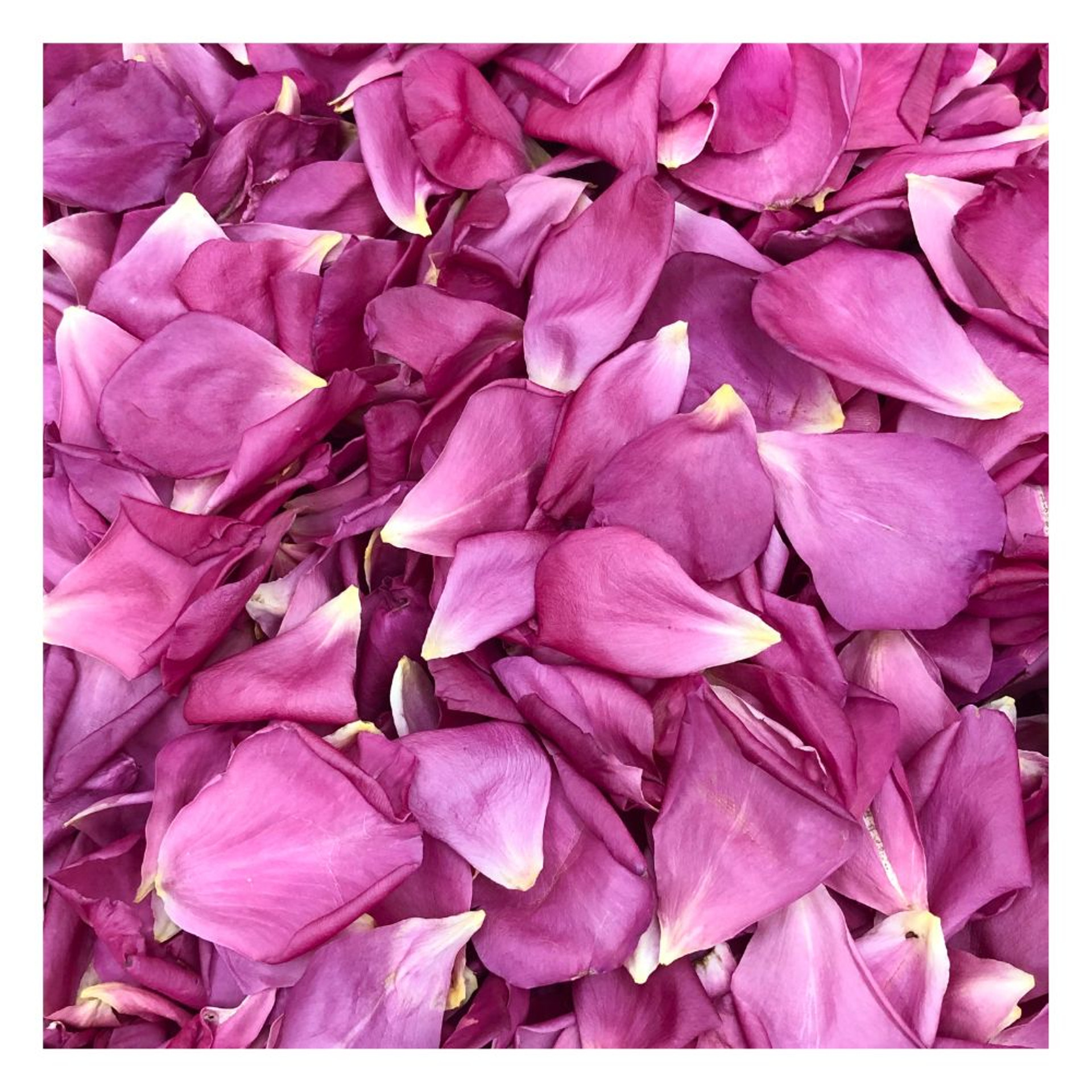 Real Rose Petals Wedding Petals Ecofriendly Freeze Dried Petals