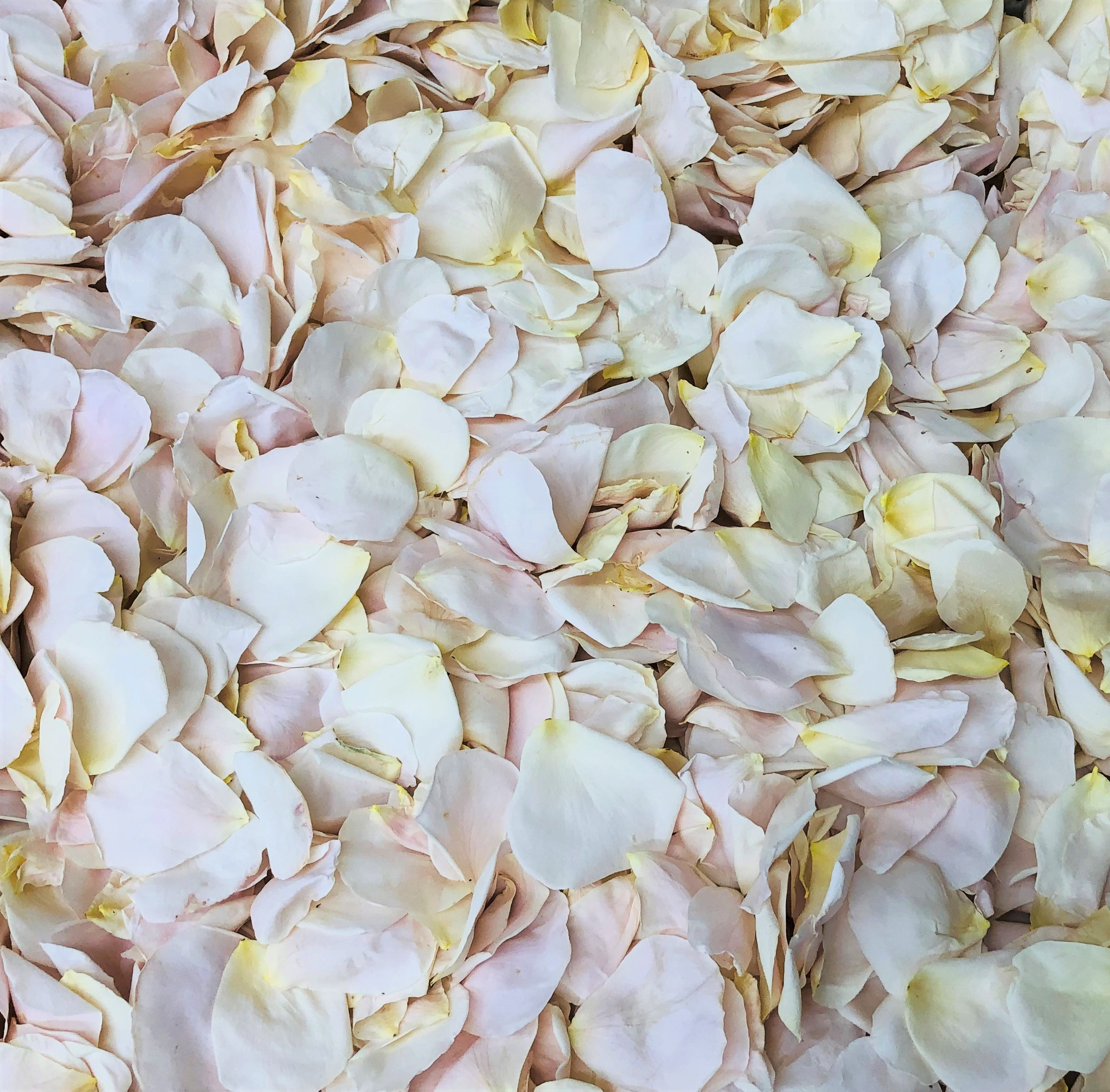 Rose Petal Blends Wedding Petals Rose Petals Real Rose Petals