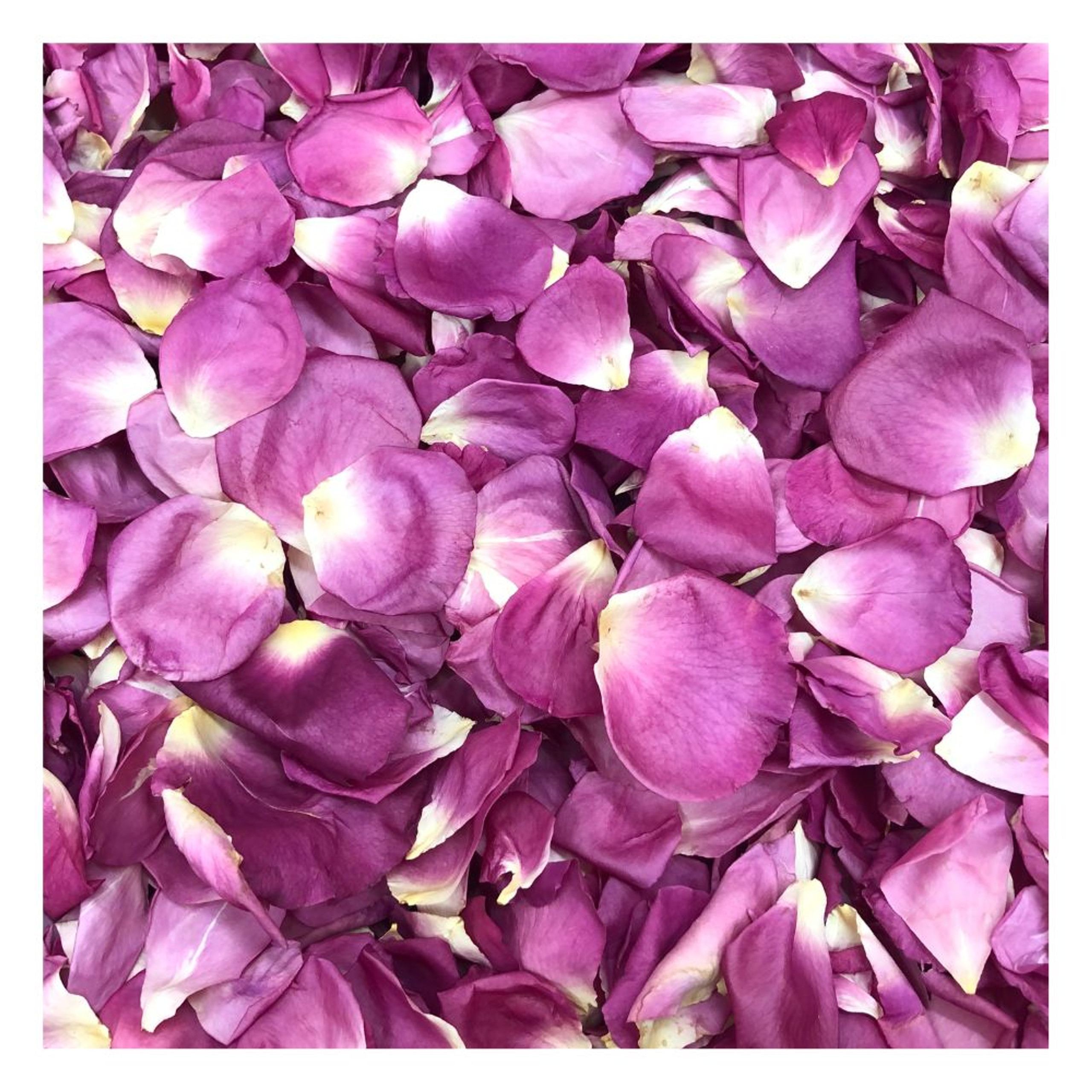 Real Rose Petals Wedding Petals Ecofriendly Freeze Dried Petals