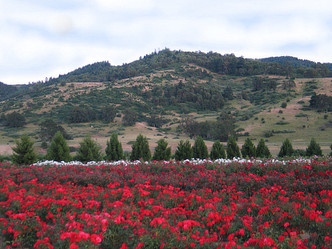 Flyboy Red Rose Field