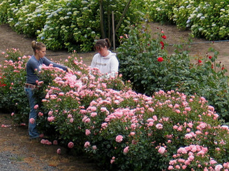 Harvesting Roses