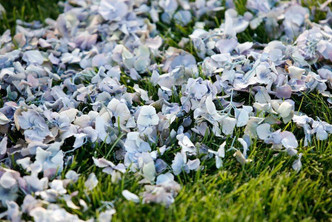 Cheryl's Hydrangea Petals