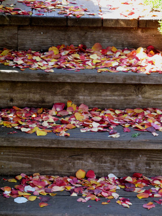 Jodi & Michael's Wedding petals