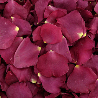 Fame Preserved Freeze Dried Rose Petals