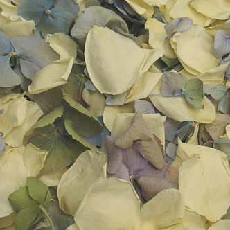 Ivory Preserved Freeze Dried Rose & Hydrangea Petals