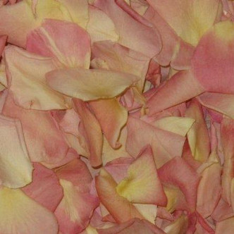 Sassy Sherbet Preserved Freeze Dried Rose Petals