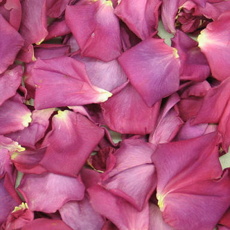 Fuchsia Preserved Freeze Dried Rose Petals