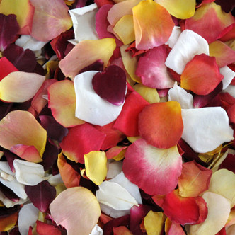 Sunset Blend Preserved Freeze Dried Rose Petals