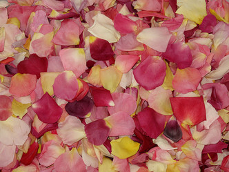 Assorted colors of rose petals