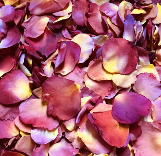 Colorific Real Rose Petals Eco-friendly & Bio-degradable