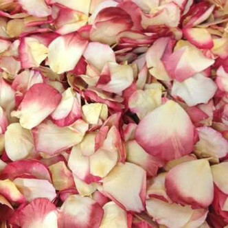 BOGO Buy 30 Cups + 30 FREE! Love & Peace Petals