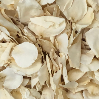 Overstock Pathway /Aisle Ivory Rose Petals 120 Cups Slightly Imperfect Rose Petals Overstock Pathway /Aisle Ivory Rose Petals 120 Cups Slightly Imperfect Rose Petals