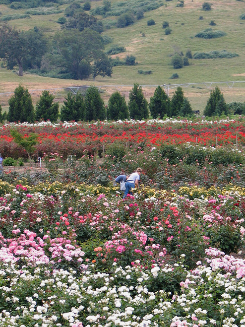 Flyboy's Assorted Colors Rose Field