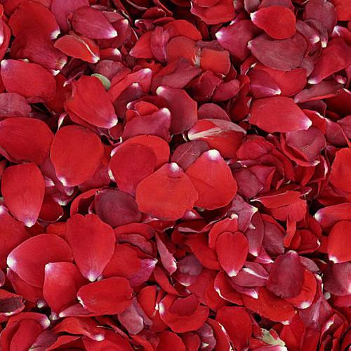 Bridal Red Preserved Freeze Dried Rose Petals