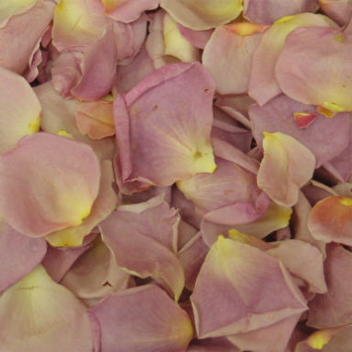 Pink Heather Preserved Freeze Dried Rose Petals