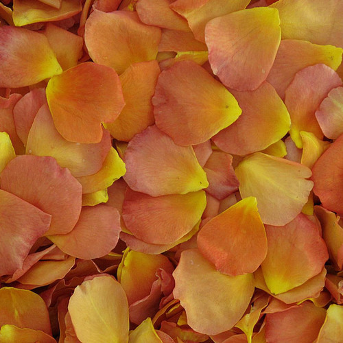 Vavoom preserved freeze dried rose petals