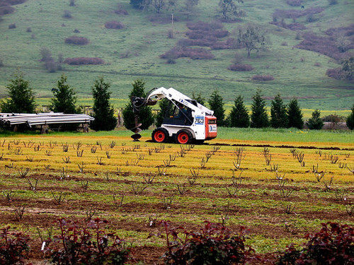 Spring Planting New Rose Field