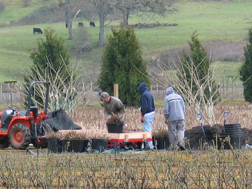 Planting Hydrangeas March 2006