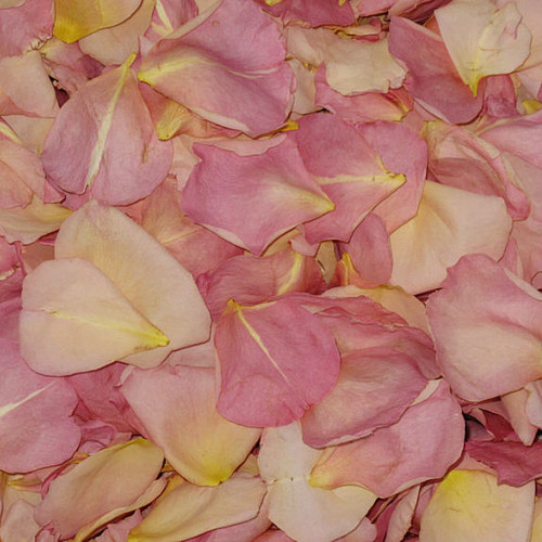 Sumptuous Romance Preserved Freeze Dried Rose Petals