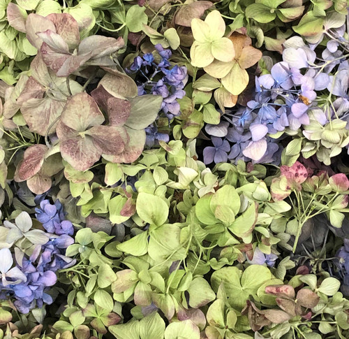 Preserved Candy Freeze Dried Hydrangea Petals Eco-friendly & Bio-degradable